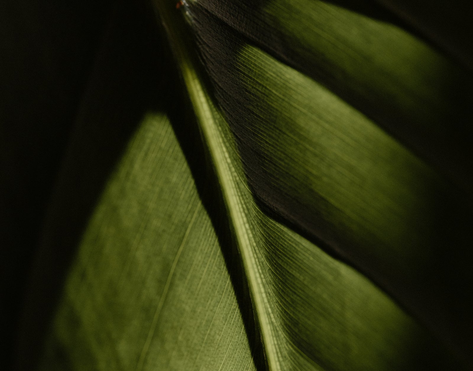 Green Beauty Glossary: Decoding Common Labels and Terms