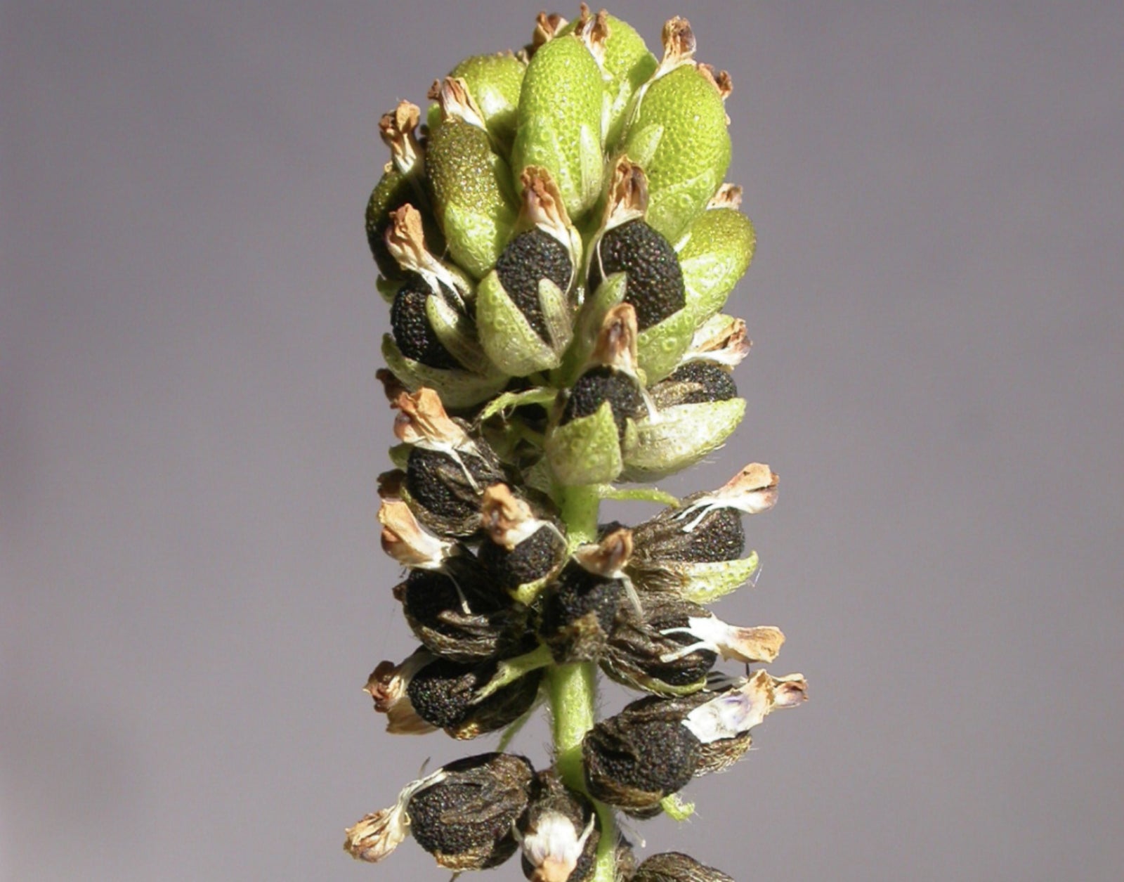 Get To Know These Clean Beauty Ingredients