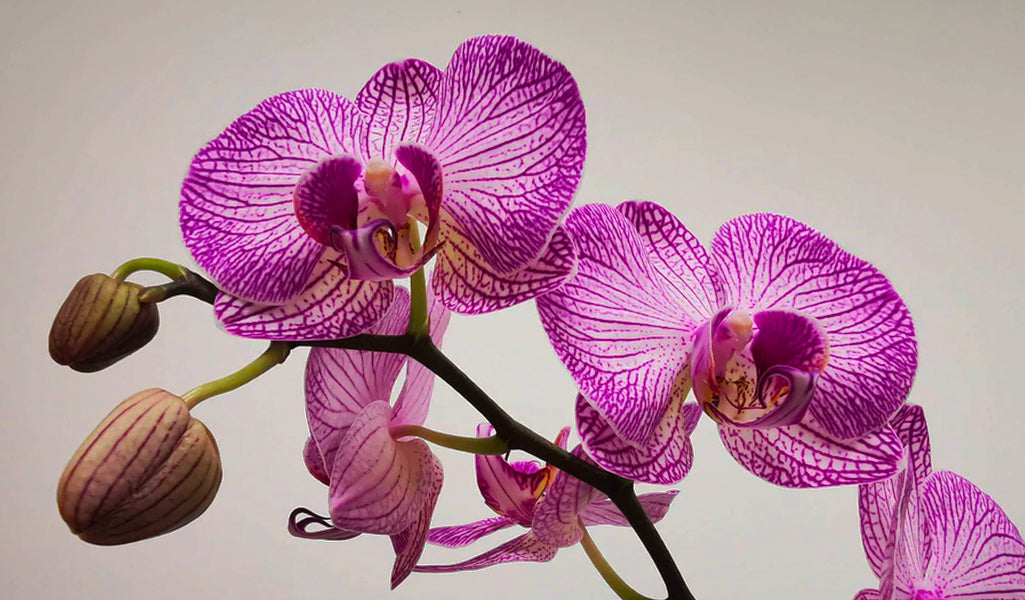 Clean Ingredients. Emilie Heathe. Orchid Extract. 